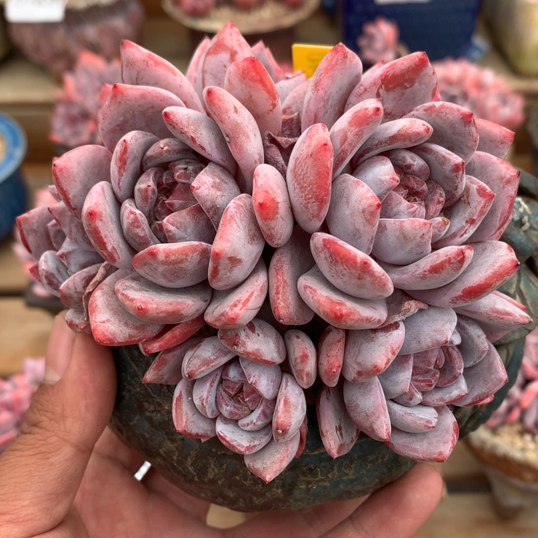 D1598逗号的多肉花园