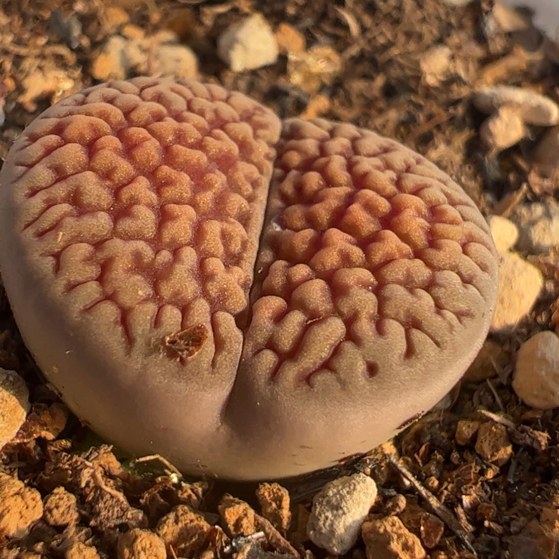 多肉植物百科3698