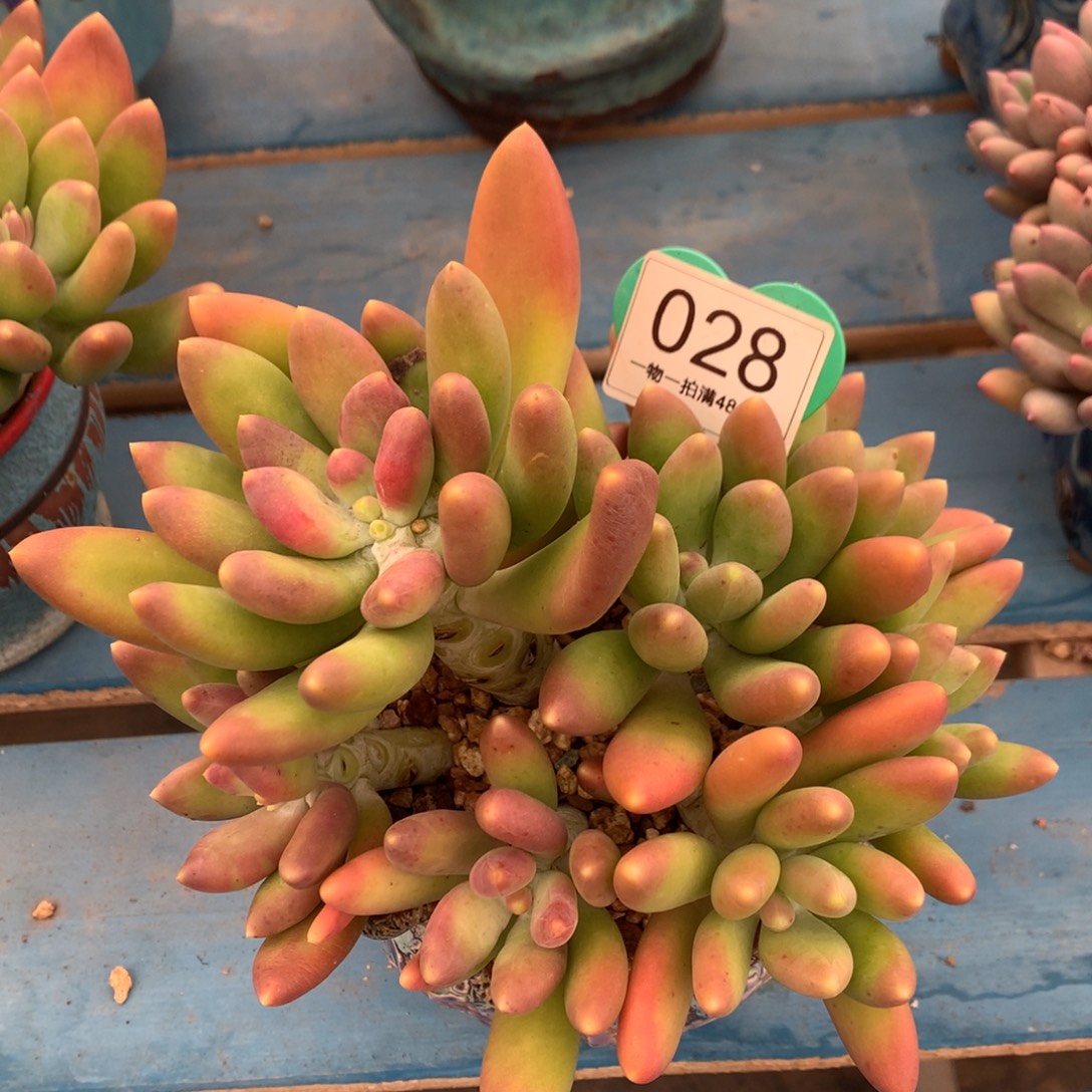 金蝉老桩无砍一物一拍028