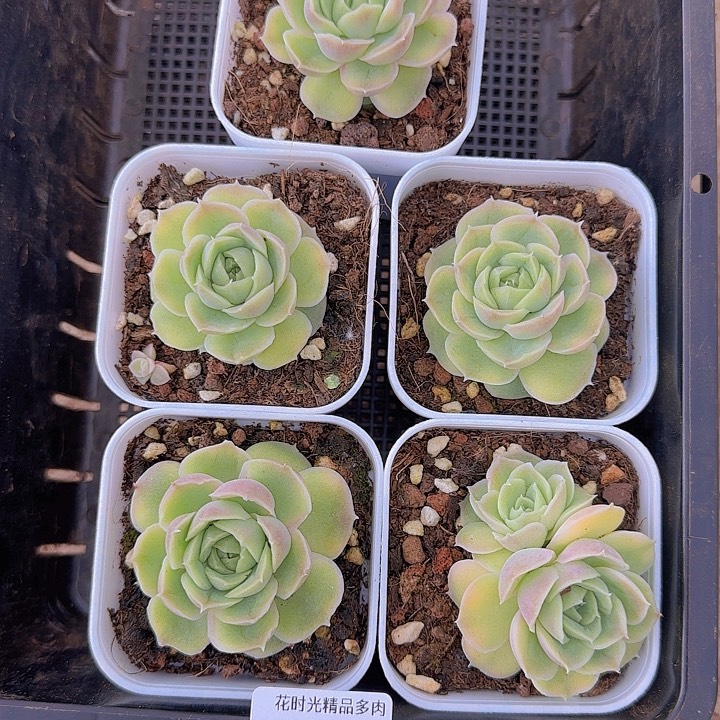 小***盖花时光精品多肉82