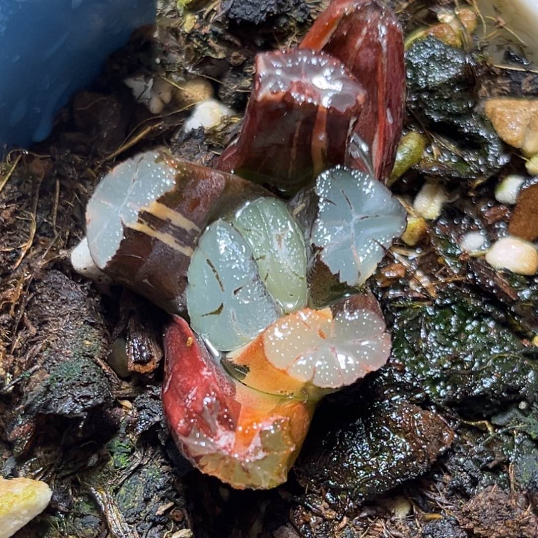 恭喜发财大吉大利731