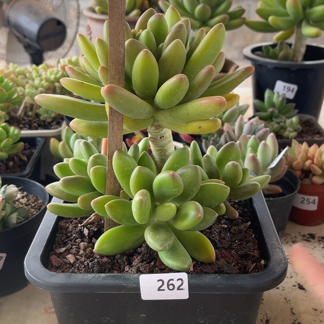 芒果奶。 262。 111111111