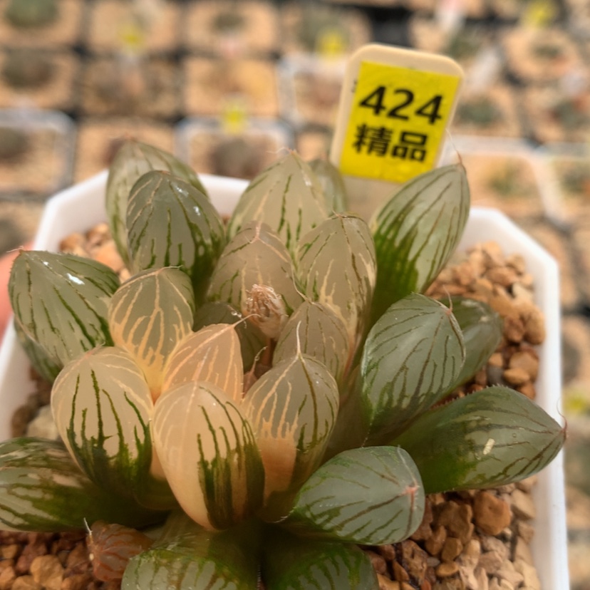 【闪购商品】424胭脂玉