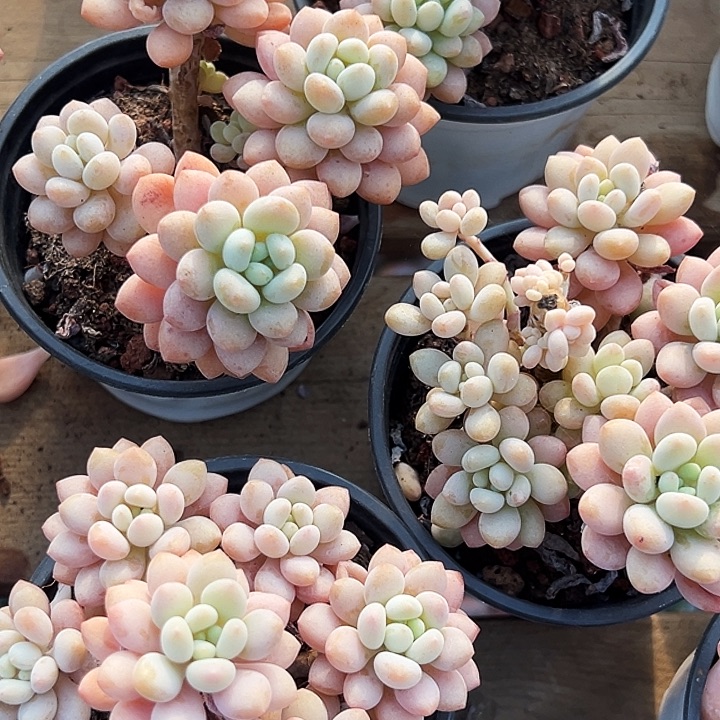 团  022   两盆泡泡酱