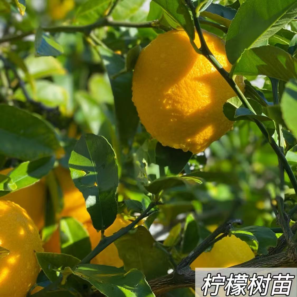 四季无籽香水柠檬树苗可食用柠檬南北方阳台种植当年结果水果苗子