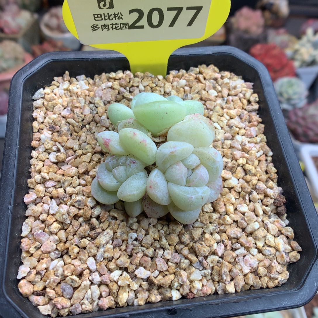 2077新年快乐冰玉石化