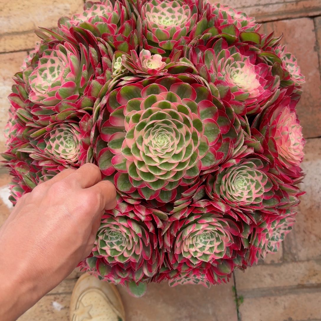 A****o多肉植物发货发货