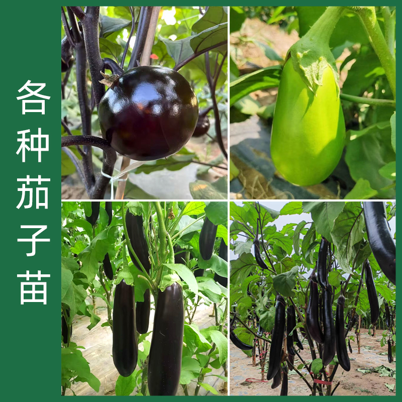 【嫁接茄子】 山东寿光苗场直发嫁接长茄圆茄