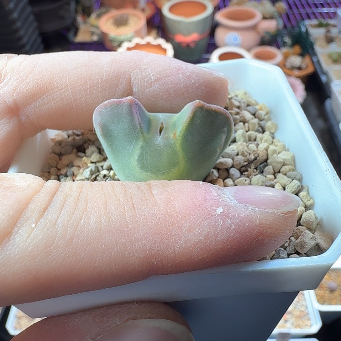 麦dy5 sb793 麦宝宝