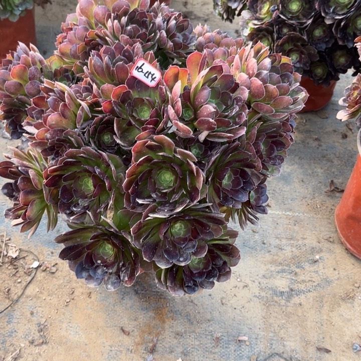 16-154荷兰朵朵多肉植物