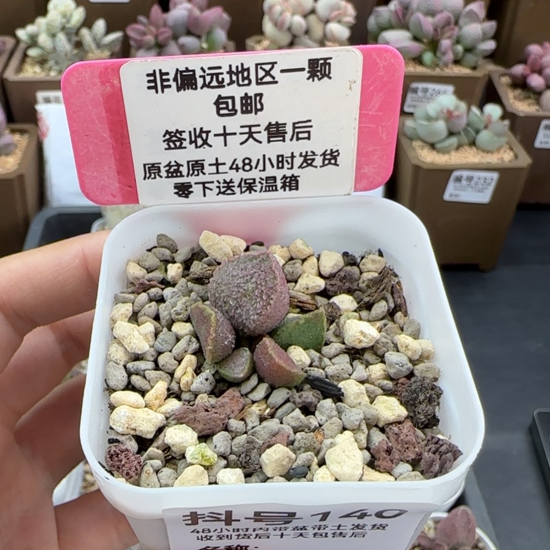 140空灵多肉植物