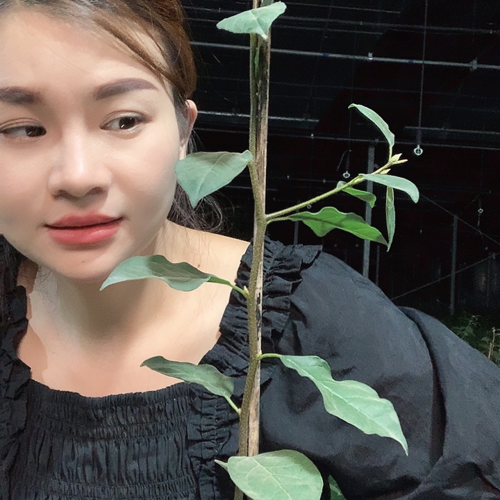 完全开放柿佑卫门33.9