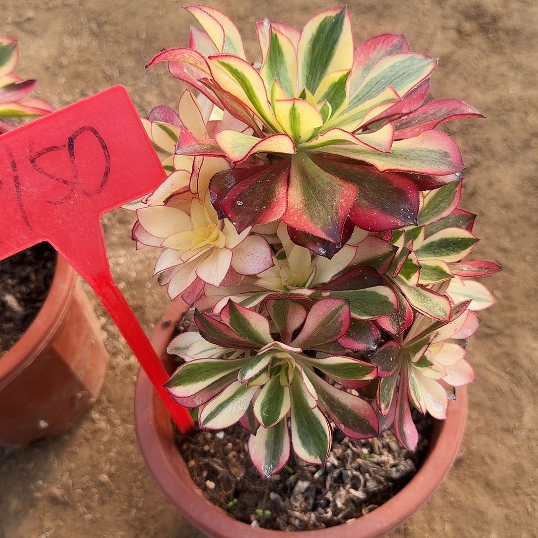 4150魅影母本多肉