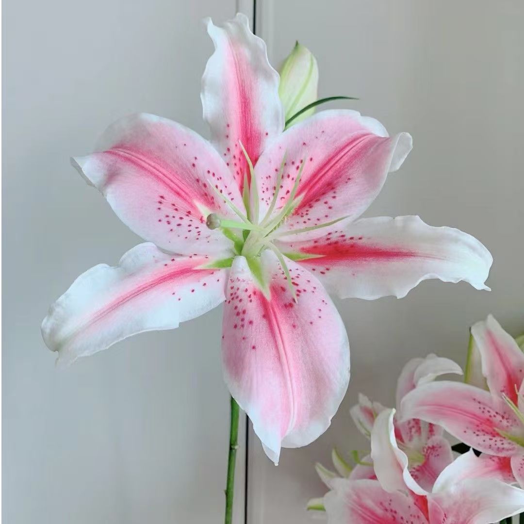 罗蒂单瓣香水百合昆明基地直发包邮