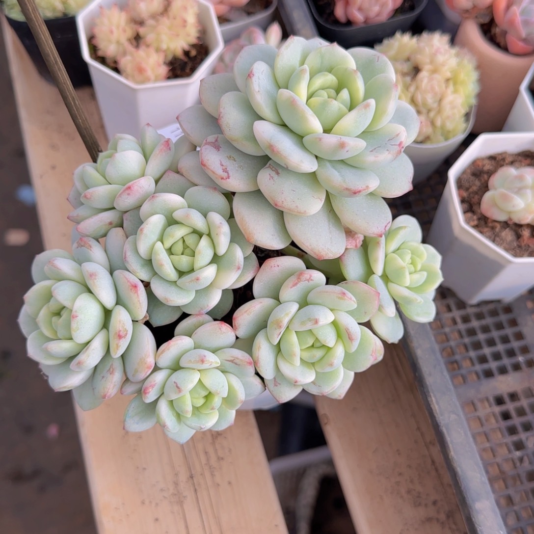 香草锦老桩一颗脱土