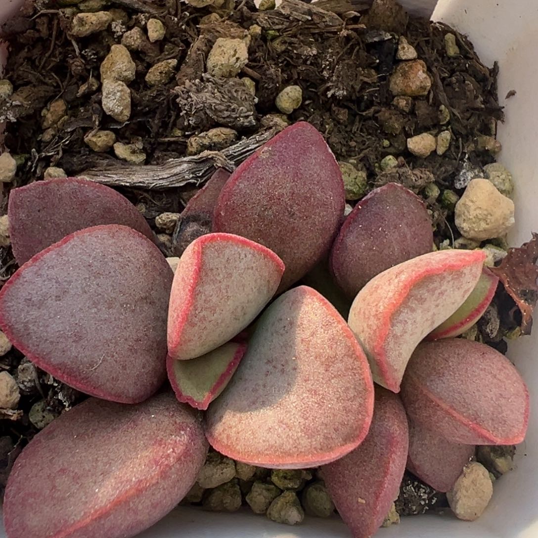 情人心多肉植物水泡