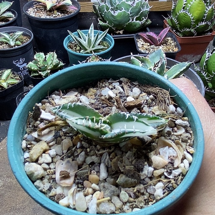 立可白瓷白中斑。      