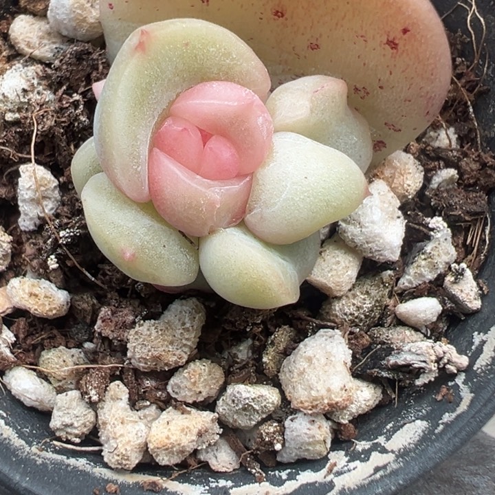 无***～多肉植物安放安放一颗一颗