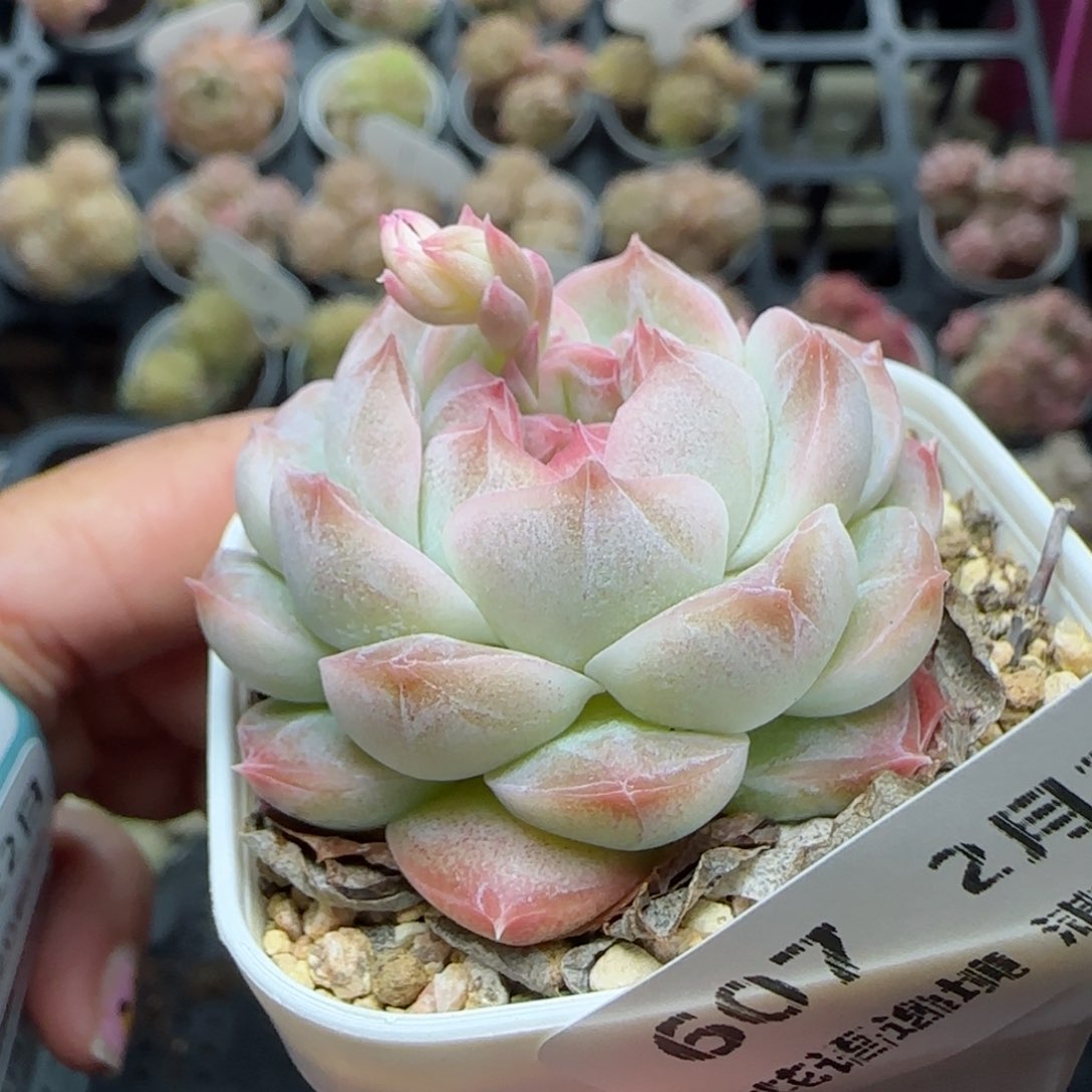 花语逸境0222-607