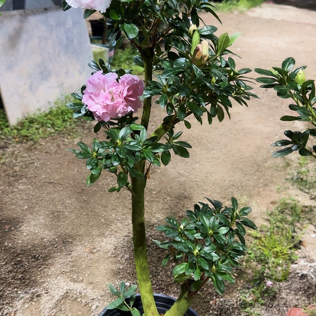 花***园无花朵杜鹃盆景老桩