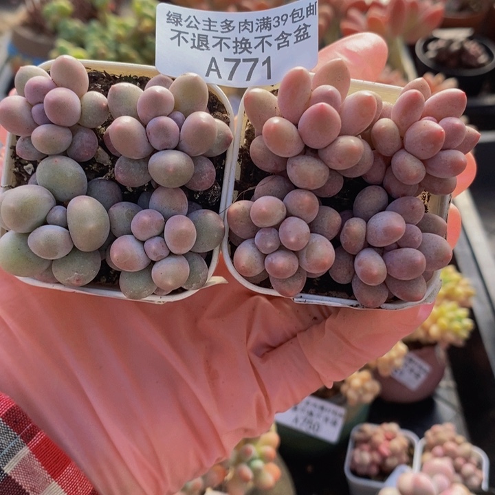 粉红泡泡8棵771多肉植物