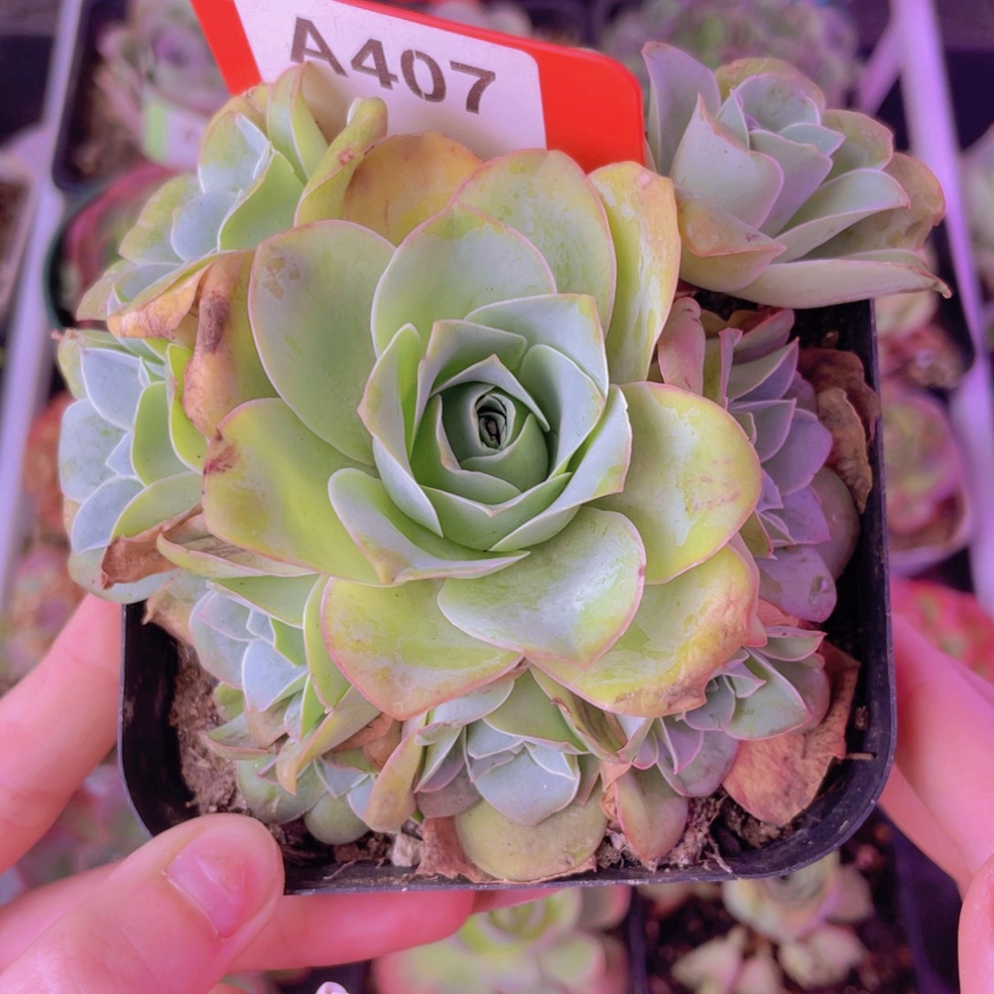 单品一物一拍407号山地玫瑰