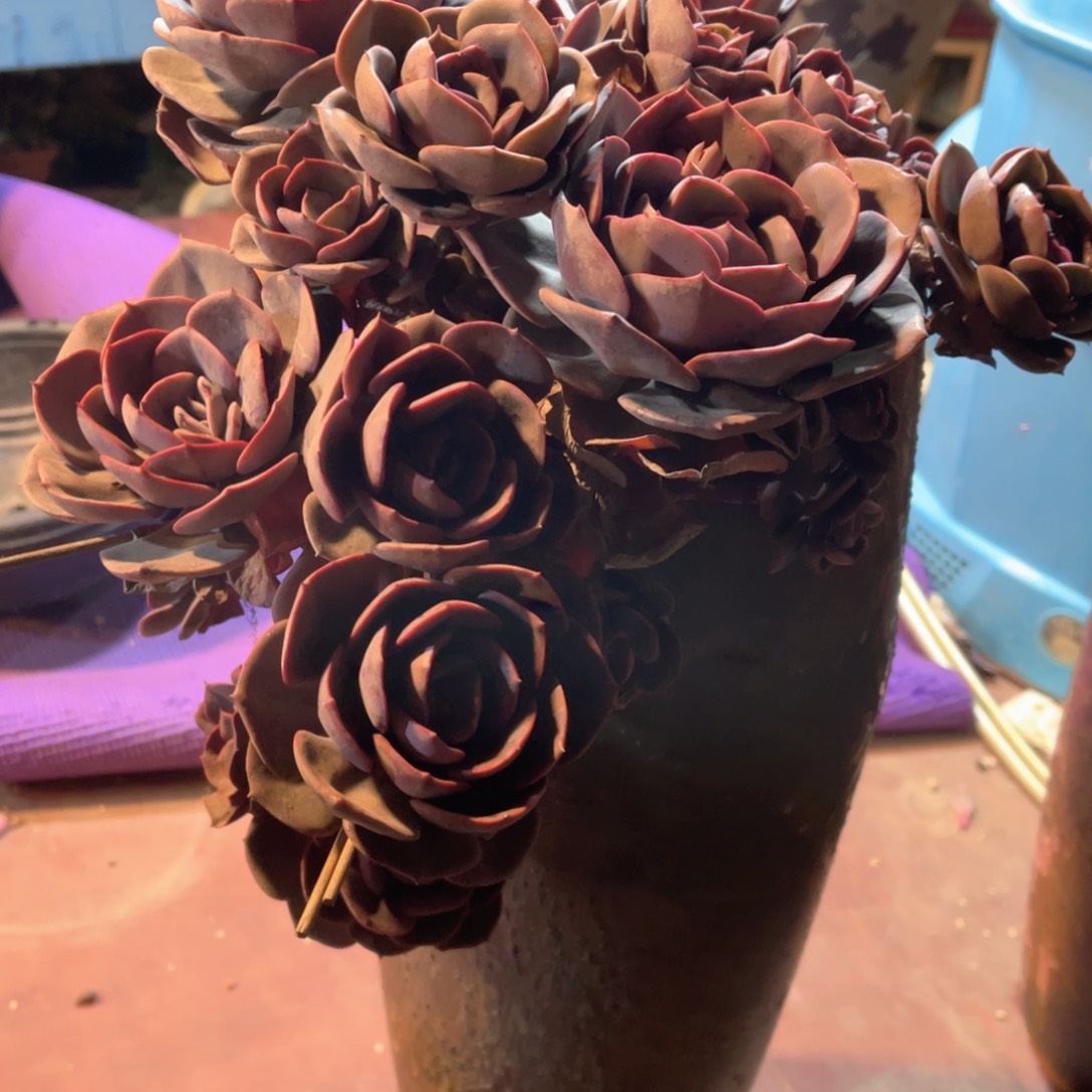 大***头群生尘埃玫瑰裸根发货