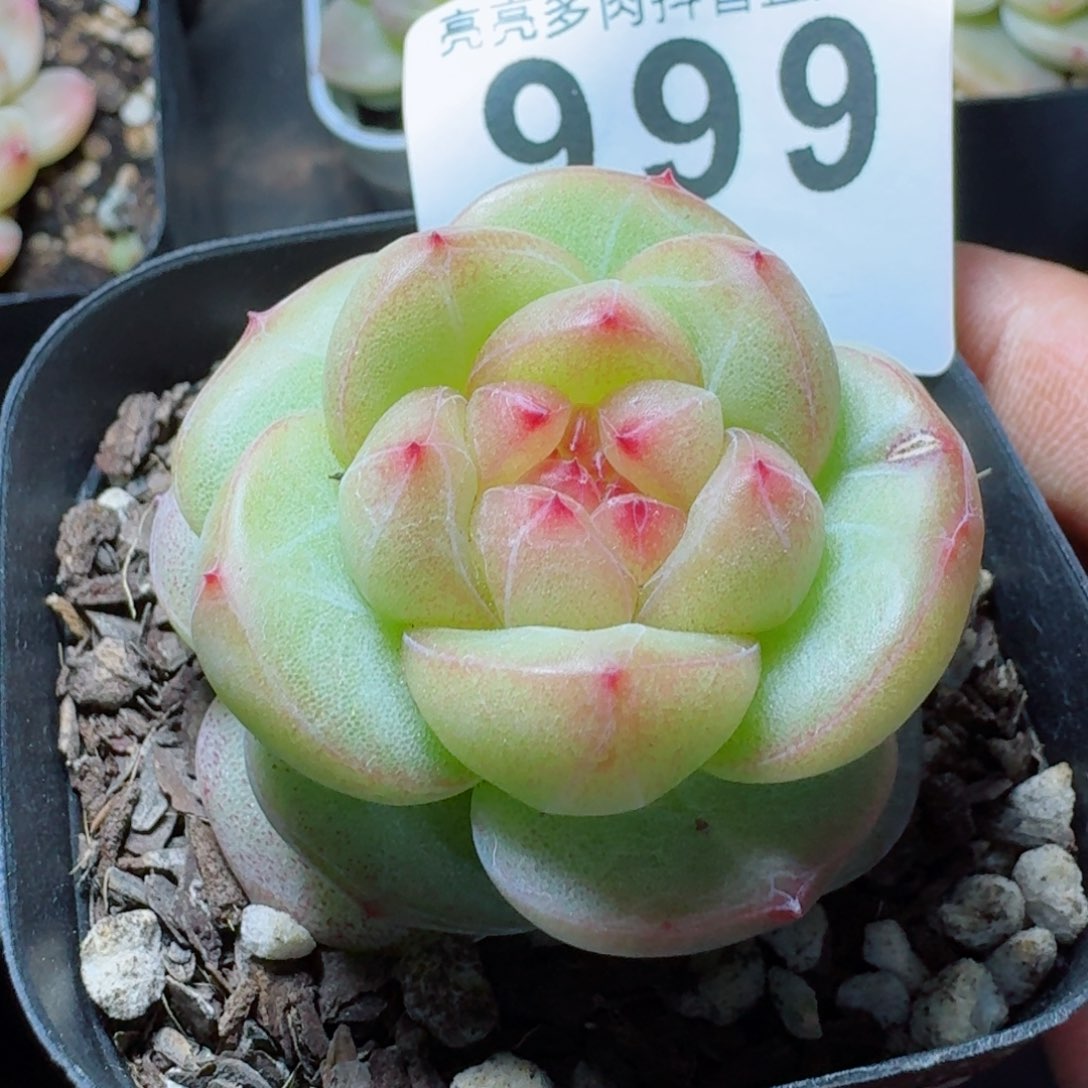 如花珍妮         精品多肉