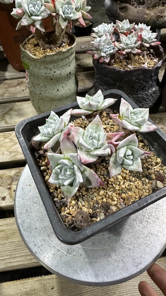 韩货流丹白豪苹果叶