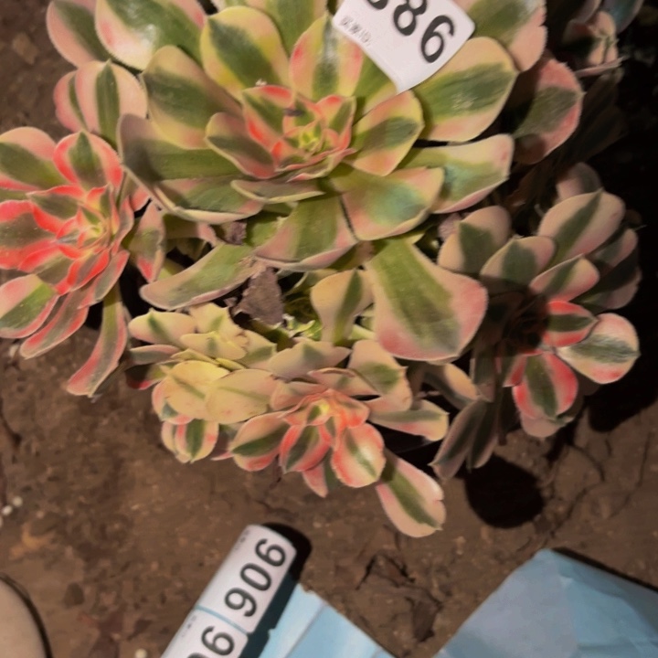 886红袖多肉植物不售后