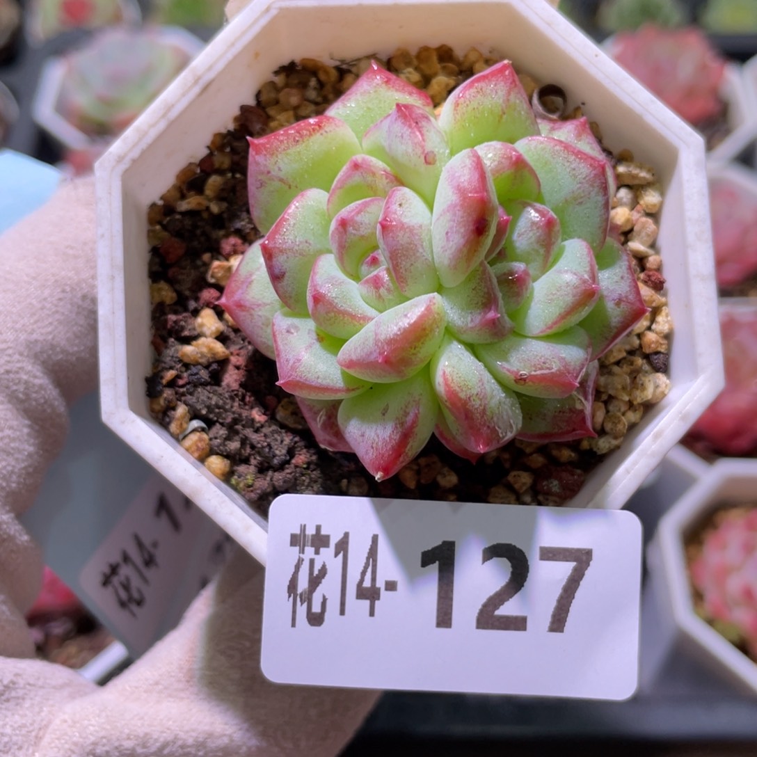 花利美14-127精选糖心