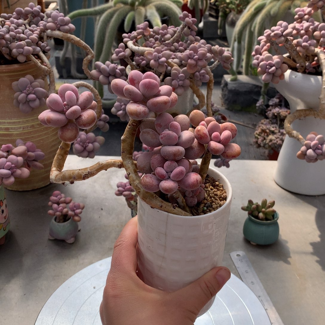 桃蛋老桩不带盆1号