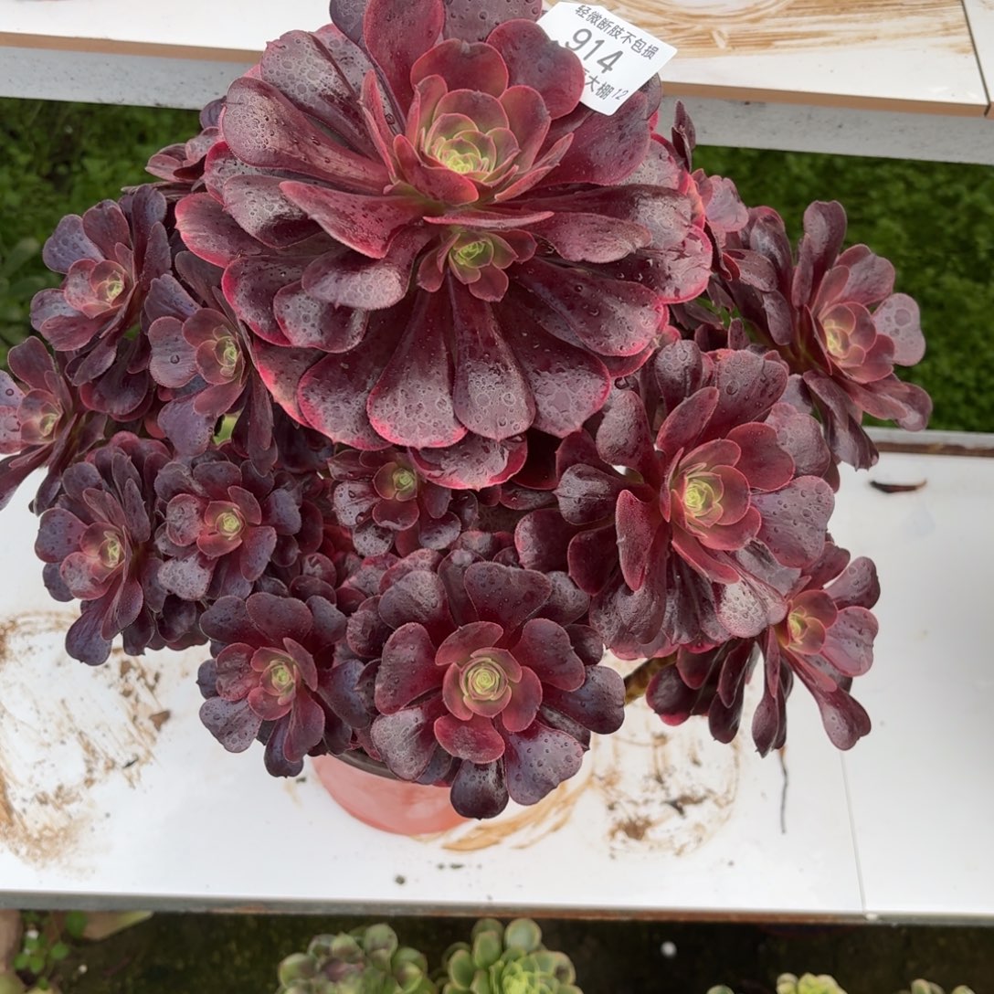 空***杯914爱神多肉植物法师