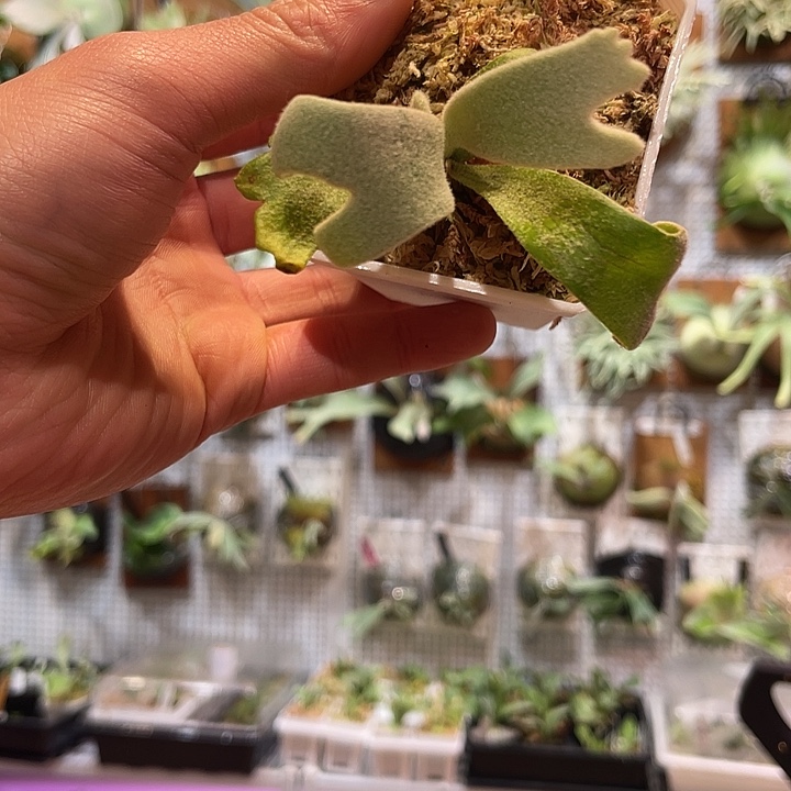 无花朵台月孢子苗特选