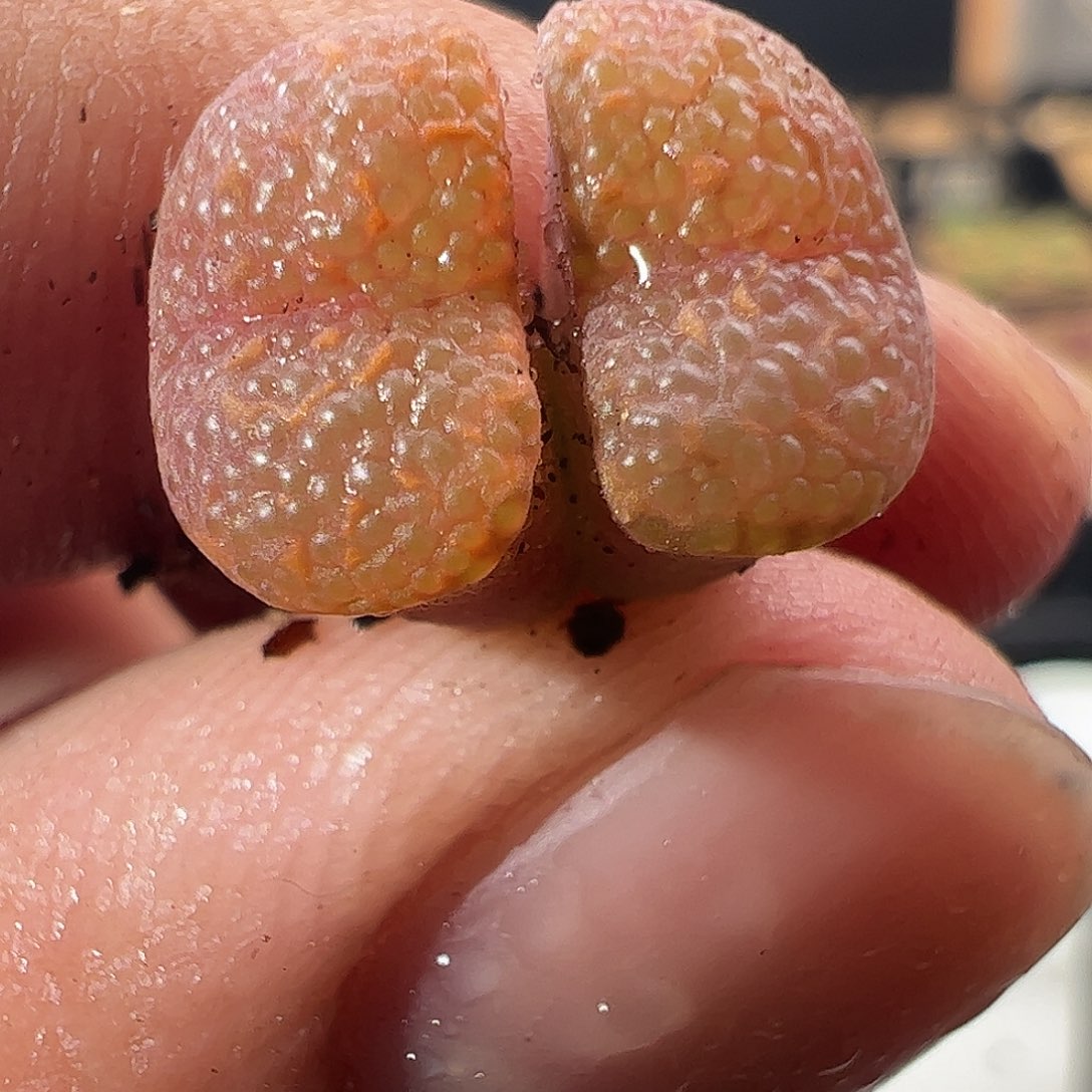 0000518 一物一拍K勋