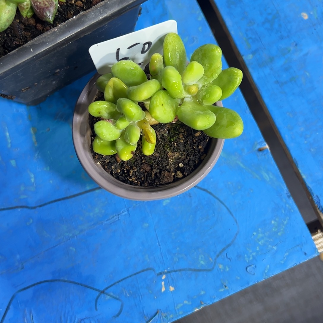 小***小芒果奶小群多肉植物