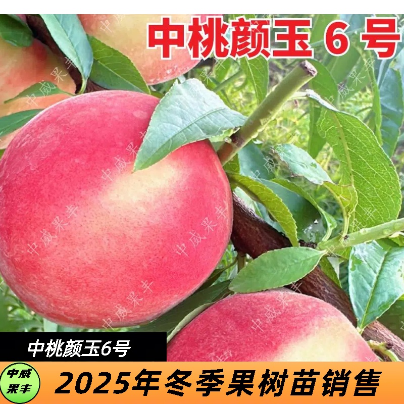 中桃颜玉6号红毛桃6月下旬成熟半离核丰产果面近全红水蜜桃