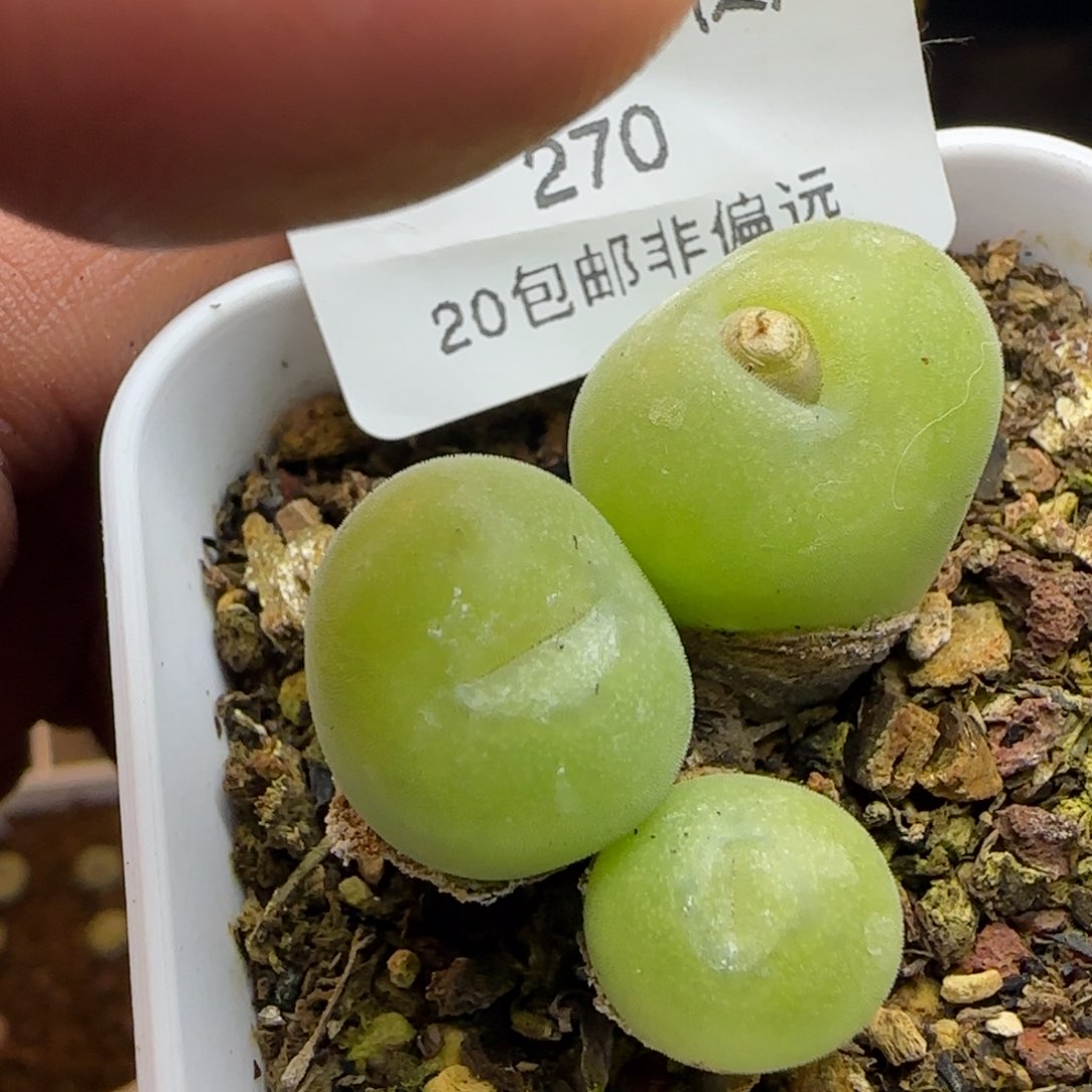 空卡3头带盆土发货。