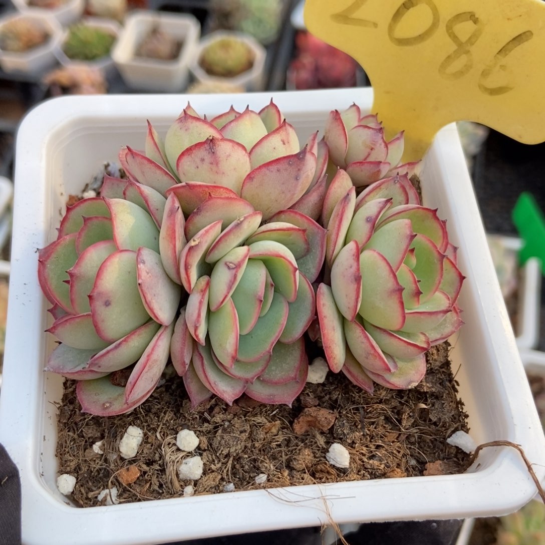 2086牡丹亭多肉植物保护