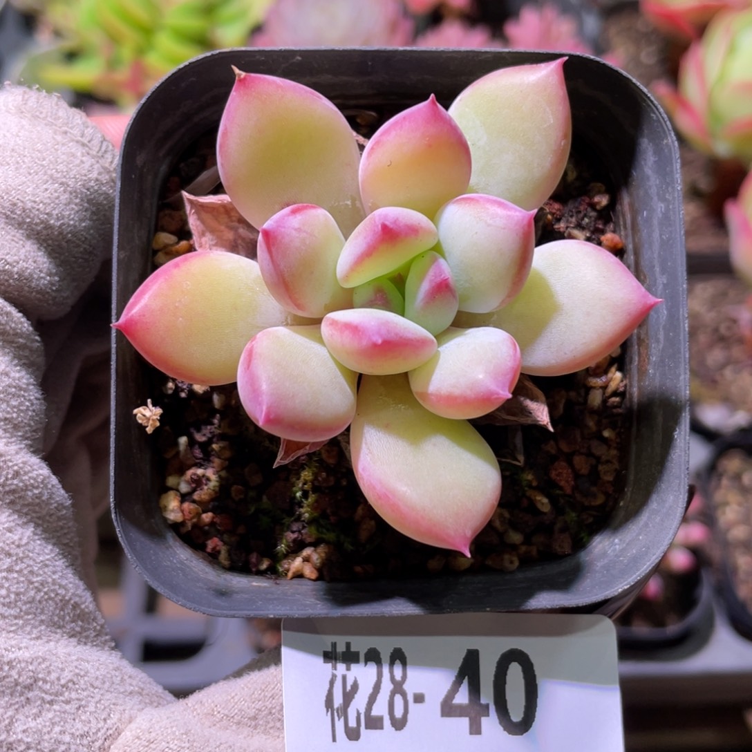 花利美28-40蜜糖单头