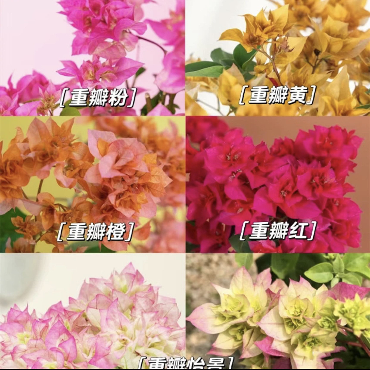 【重瓣系列】重瓣三角梅不带花四季开花可爬藤好养勤花
