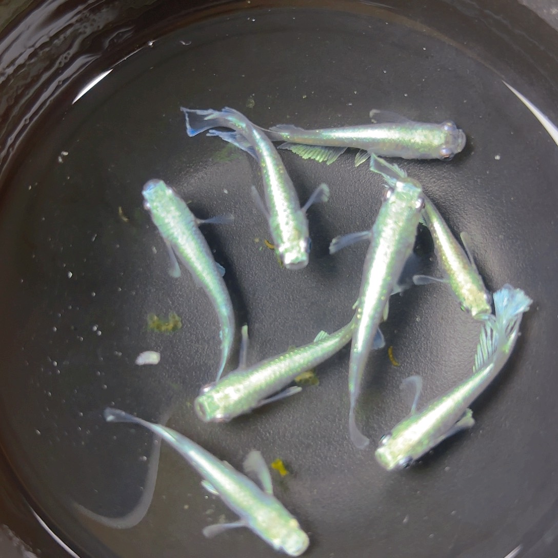 青鳉宽鳍玛利亚，6号链接