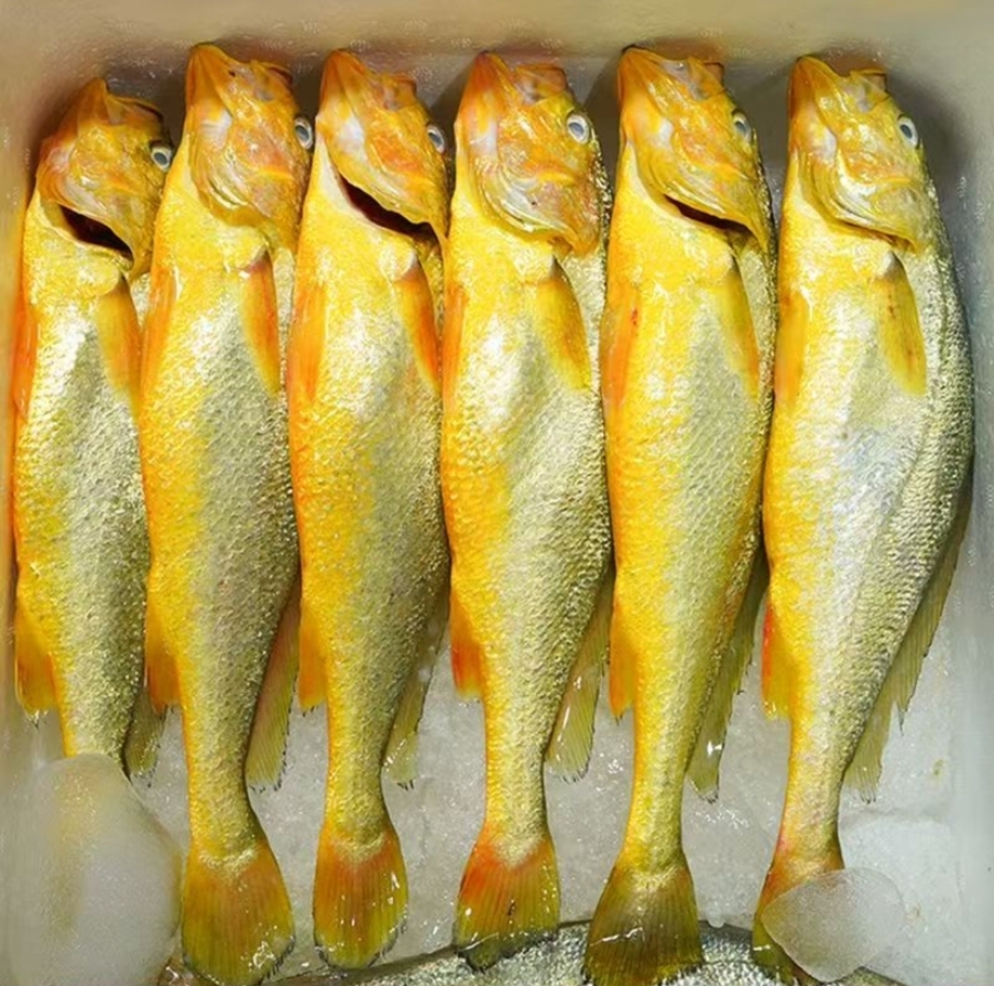 连云港发货 新鲜速冻 大 200g/条 到手12条 