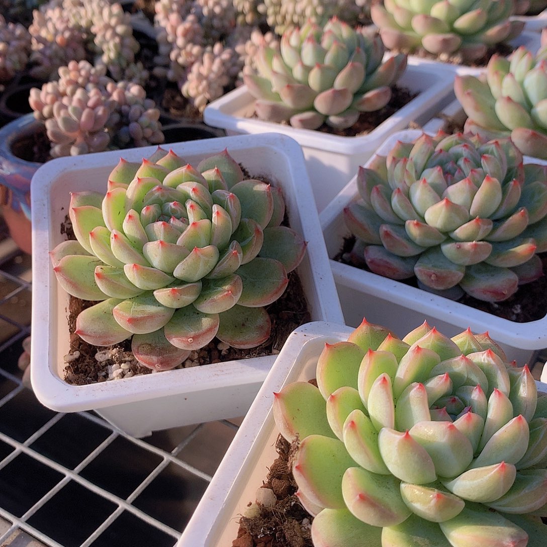 雪花珍妮00000000000000