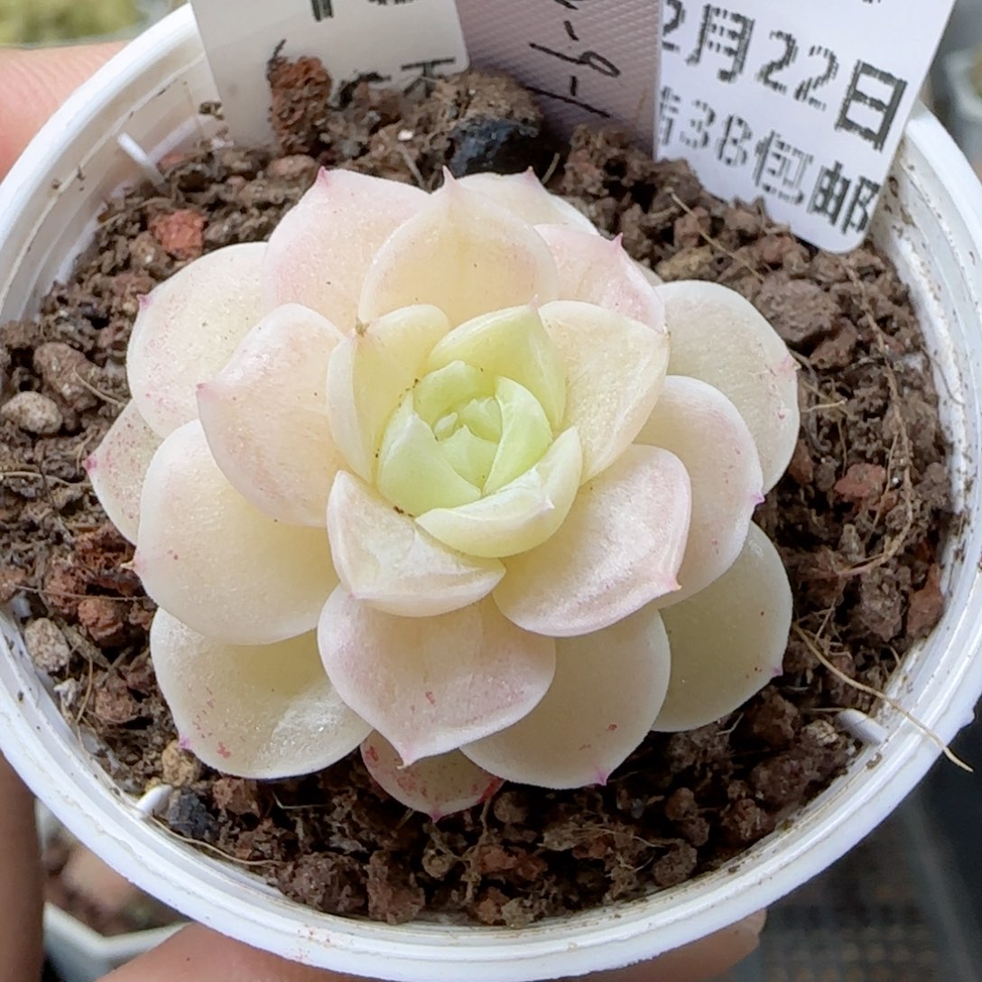 【闪购商品】0222-180（fm-9-1）