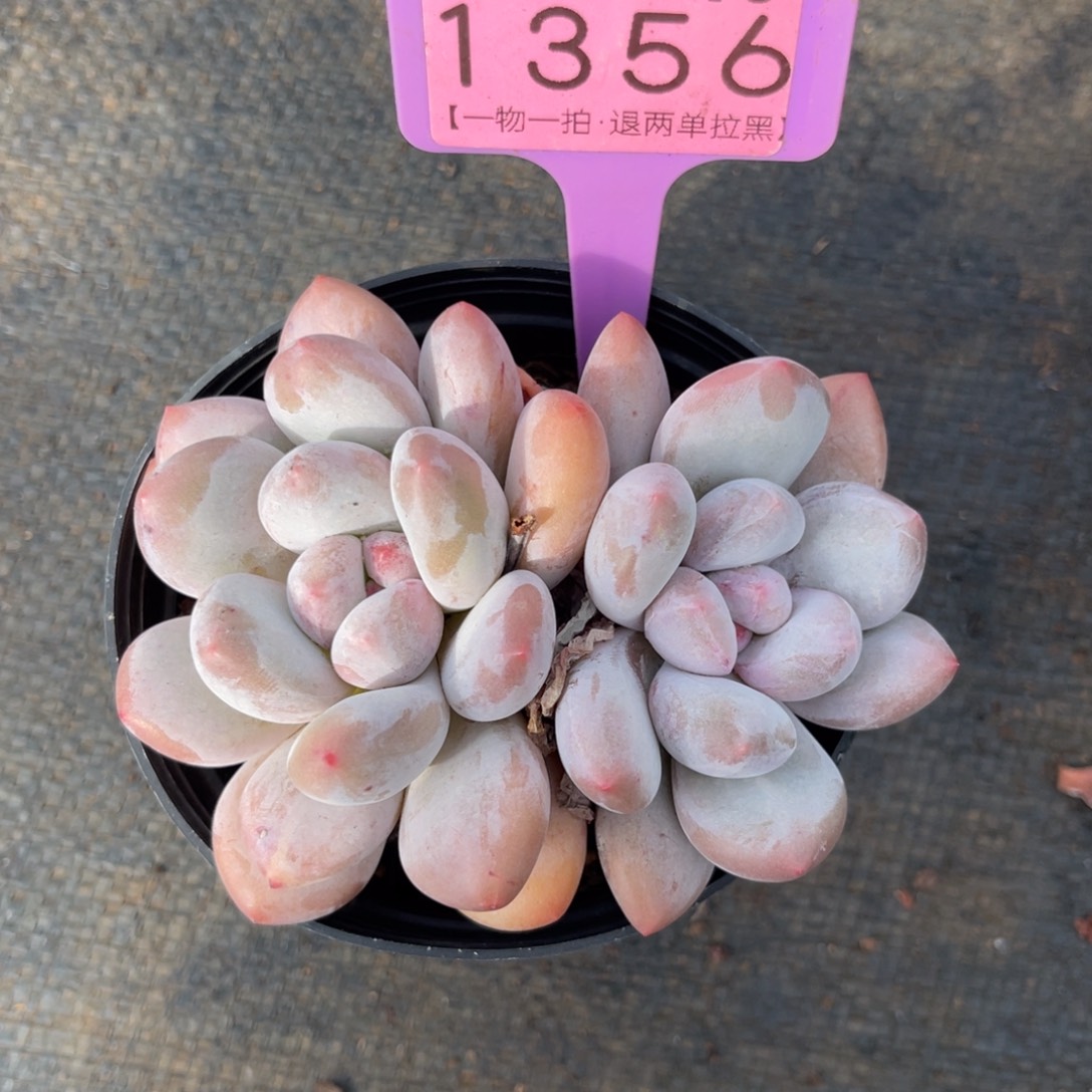 云尘多肉一物一拍1356