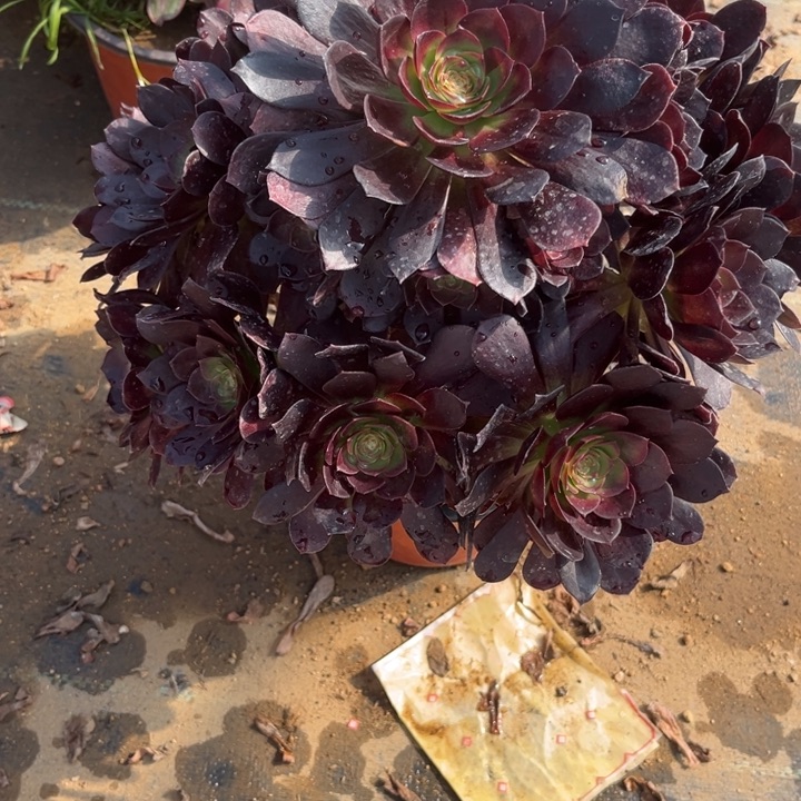 13-5赤焰莲多肉植物