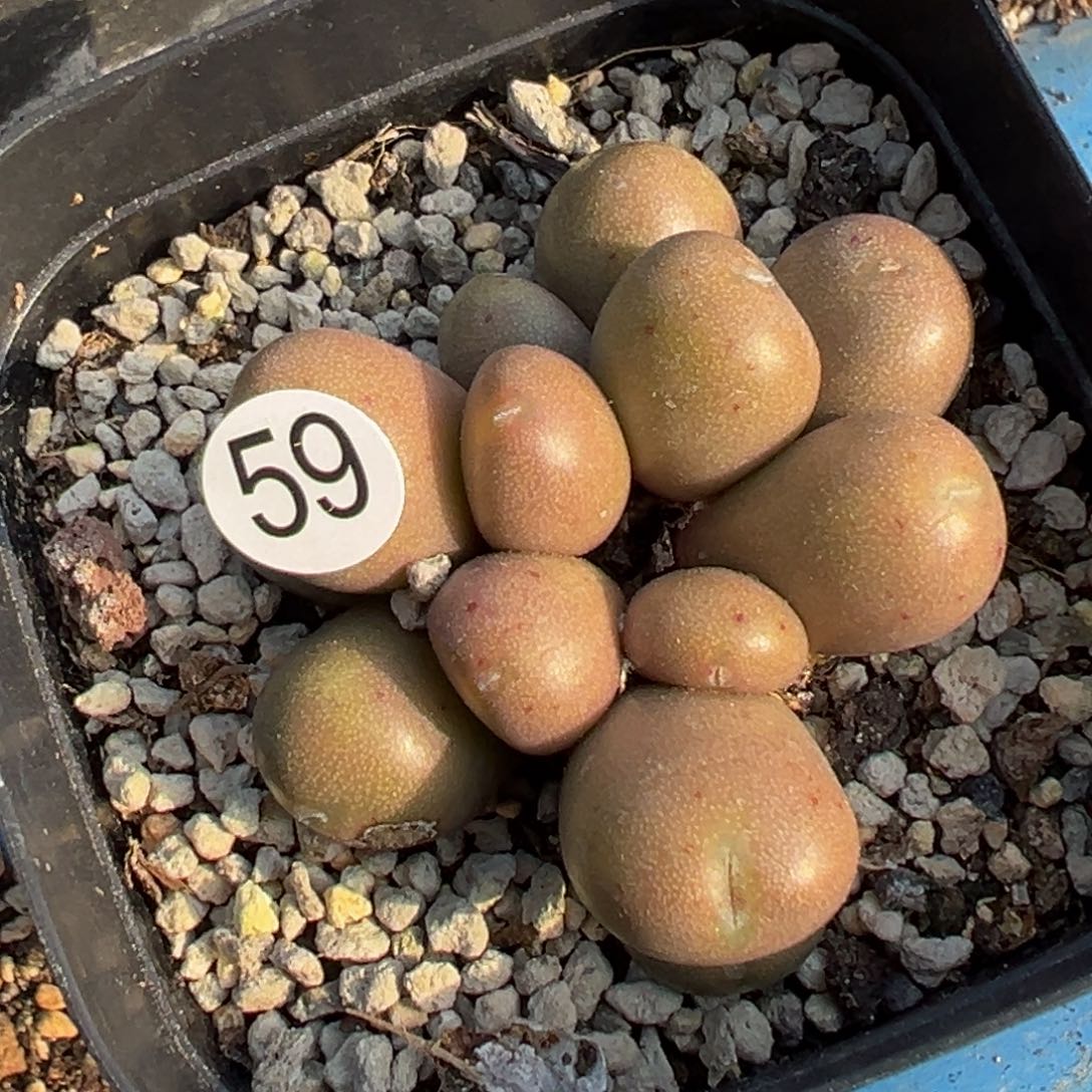 多肉植物11111111111111