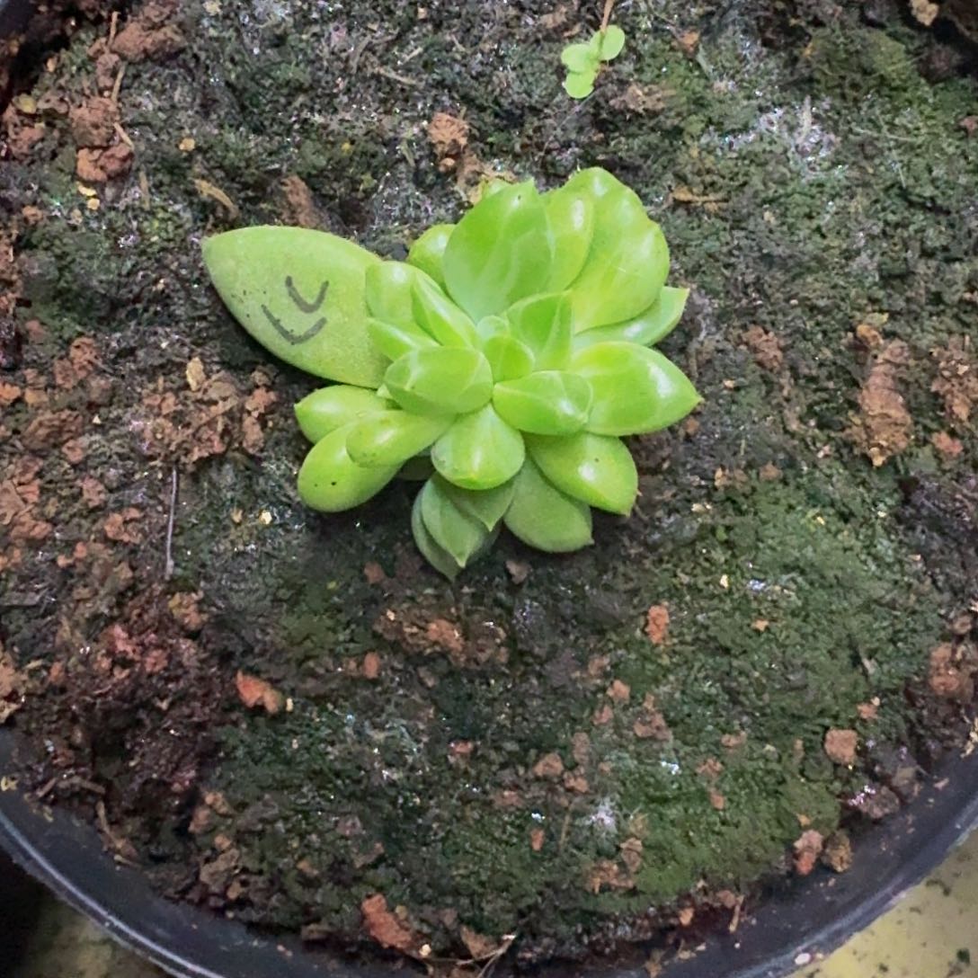 牵手 叶插 一物一拍