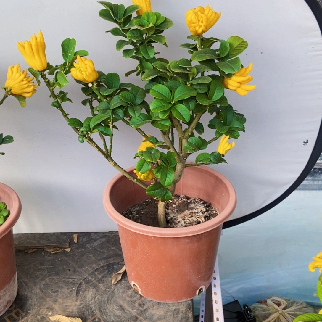 无花朵佛手盆栽植物